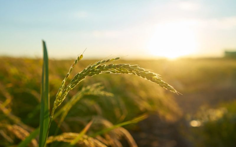 Agricultores hondureños fortalecidos por el programa De mi Tierra de Ficohsa