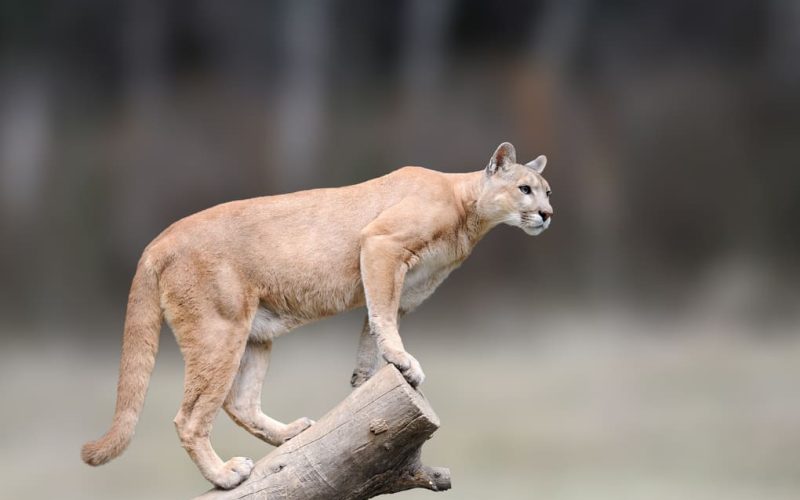 La resiliencia climática de felinos en Panamá con Max van Rijswijk